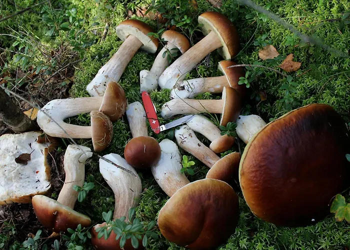 Kumpunen 3* Petäjävesi